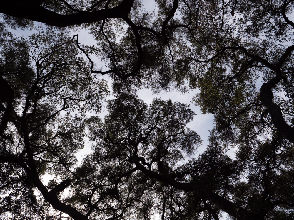 Descansco Gardens 22